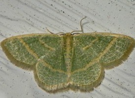 Blackberry Emerald